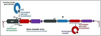 Integrons in the development of antimicrobial resistance: critical review and perspectives